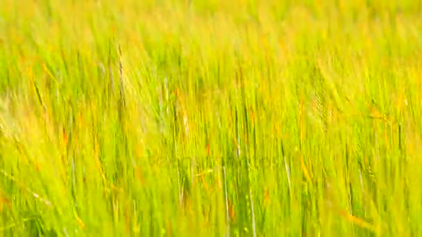 Herbe d'avoine verte poussant dans le champ d'orge en été. Champ de plants de maïs à maturité à la mi-juin . — Video