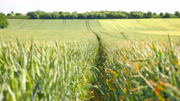 Champ de blé vert frais en mouvement du vent. Blé non mûr dans le vent — Video