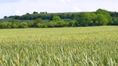 Taze yeşil buğday Mısır tarlasında Rüzgar hareket. Olgunlaşmamış buğday Rüzgar 