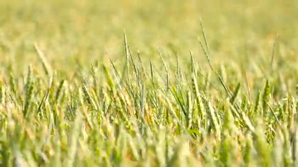 Verse groene maïs tarweveld in beweging van de wind. Onrijpe tarwe in de wind — Stockvideo