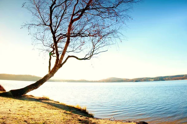 Deniz plaj, boş branche s yaprakları olmadan tek başına çöküp huş ağacı. — Stok fotoğraf