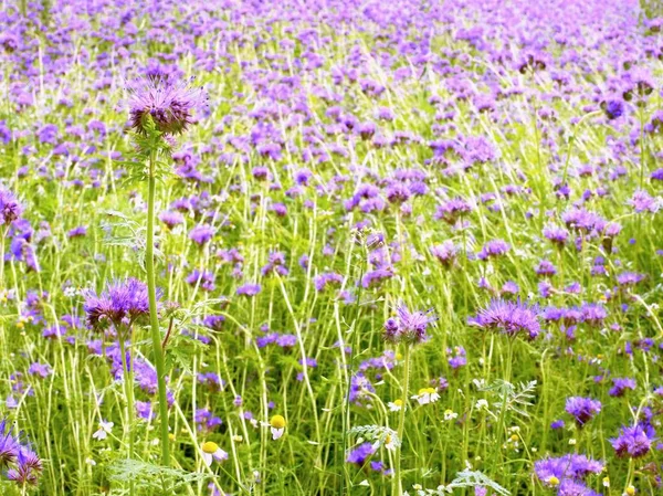 Wszystko świeże piżmy fioletowy w dziedzinie w tle. Zielony, niebieski, purpurowy kwiat — Zdjęcie stockowe