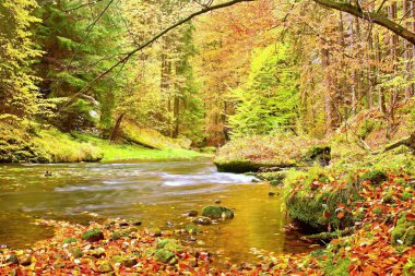 Sonbahar dağ nehir. Dalgalar,, taze yeşil yosunlu taşlar ve kayalar eski ağaçlarının renkli yaprakları ile kaplı nehir kıyısında bulanık