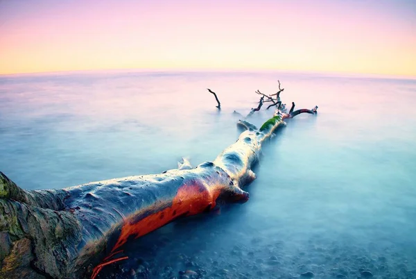 Romantische zonsondergang tijd. Eenzame omgevallen boom op lege steenachtige kustlijn. Dood boom met takken in water, naakte wortels op strand. — Stockfoto