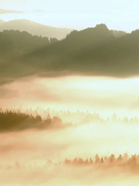 Amanhecer nebuloso colorido. Misty despertando em umas colinas bonitas. Picos de colinas estão saindo do creme nebuloso . — Fotografia de Stock