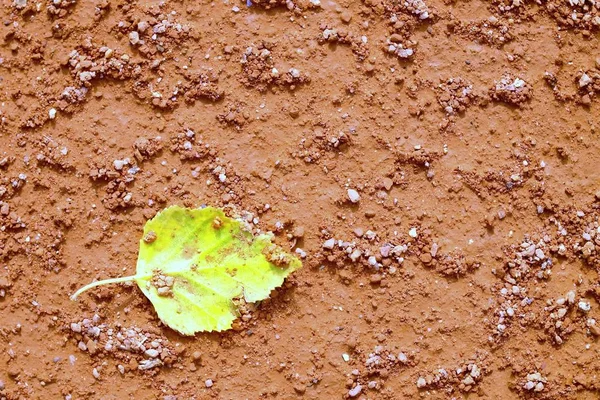 Lleaf on tennis court. Dry light red crushed bricks surface