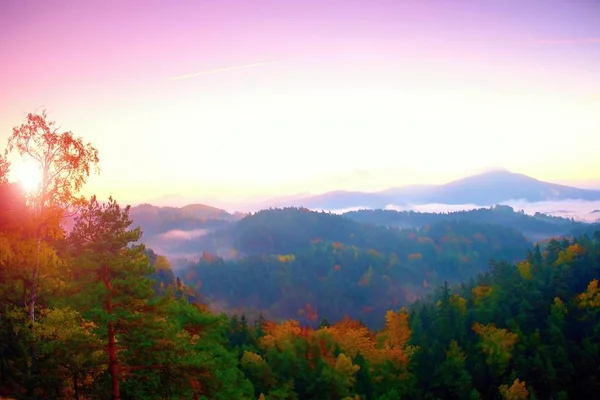 Colores otoñales. Bosque de pino brumoso en la ladera de la montaña en una reserva natural —  Fotos de Stock