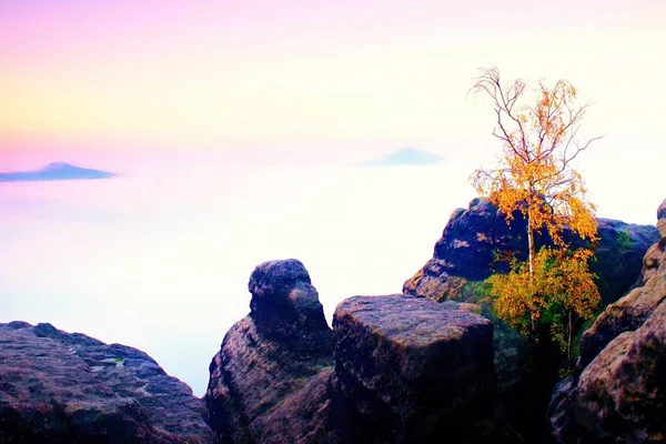Insel im Nirgendwo. Abgebrochener Baum im nebligen Ozean. Vollmondnacht in schönen Bergen. Gipfel aus dickem, cremigen Nebel. — Stockfoto