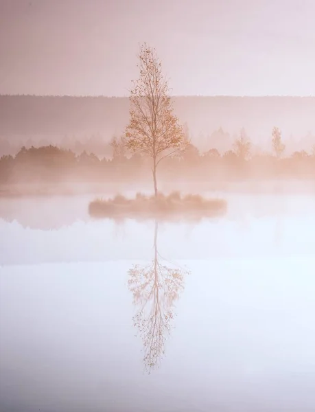 꿈꾸는 듯한 장면입니다. 어린 자작나무 나무 늪 호수의 중간에 섬에. 퍼플 핑크 아침 — 스톡 사진