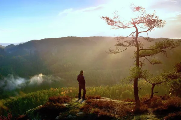 Turista stojí na heather bush na rohu říše pod borovice a sledovat mlhavé a mlhavé ráno údolí — Stock fotografie