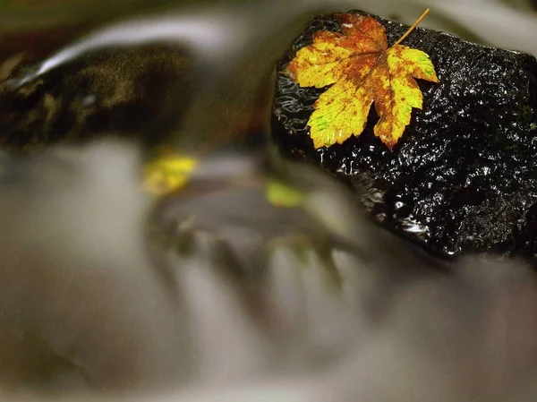 Feuille colorée d'automne. Castaway sur la pierre de pantoufle humide dans le ruisseau — Photo