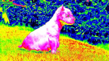 Ultraviyole tarama. Batı Dağlık beyaz korkunç bahçede taze yeşil çimenlerin üzerinde oturuyor. Köpek ve çevresinde saat alarm. Kızılötesi ısı Kamerası görüntülemek