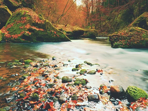 Banco sassoso di fiume di montagna di autunno coperto da foglie di faggio arancioni. Foglie fresche colorate — Foto Stock