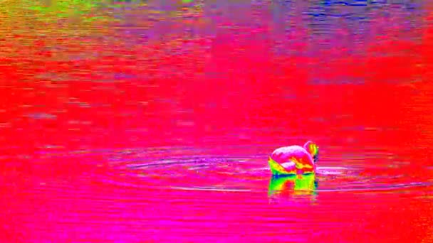 Scansione ultrarossa del livello dell'acqua con alimentazione cigno. Cigno adulto nuotare a livello dell'acqua liscia. Vista termica della telecamera  . — Video Stock