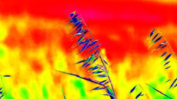 Misurazione delle radiazioni all'aperto, erba d'avena nel campo d'orzo. Campo di maturazione piante di mais a metà giugno. Vista telecamera termica infrarossa — Video Stock