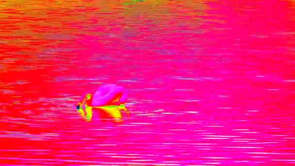 Ultrared skanowanie waterlevel z podajnikiem swan. Dorosły łabędź pływać na gładkie poziom wody. Widok kamery termowizyjnej . — Wideo stockowe