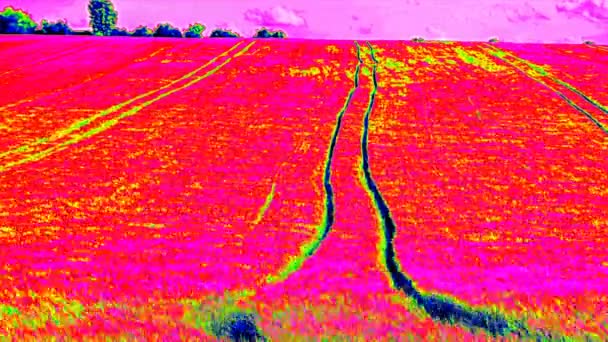 Balayage ultraviolet de traces de tracteurs dans un jeune champ d'orge. Les plants de maïs qui mûrissent soufflent dans le vent. Mesure extérieure avec vue thermo-caméra infrarouge — Video