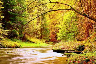 Sonbahar dağ nehir. Dalgalar,, taze yeşil yosunlu taşlar ve kayalar eski ağaçlarının renkli yaprakları ile kaplı nehir kıyısında bulanık