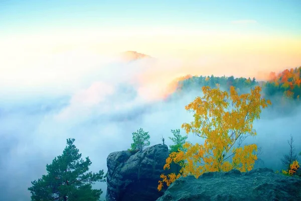 Land of fog. View through branches to dreamy deep misty valley within daybreak. Foggy and misty morning landscape — Stock Photo, Image