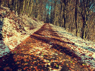 İlk kar renkli yapraklarda. Sonbahar doğa. Yol sonbahar ahşap. 