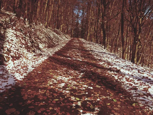 Sentier enneigé menant parmi les hêtres dans la forêt du début de l'hiver. Neige fraîche en poudre — Photo