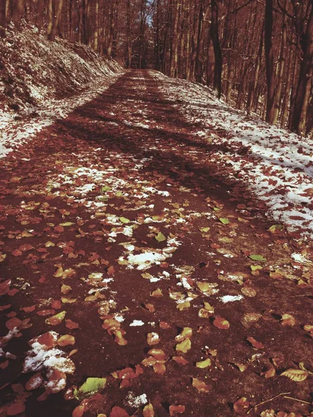 Snowy path leading among the beech trees in early winter forest. Fresh powder snow — Stock Photo, Image