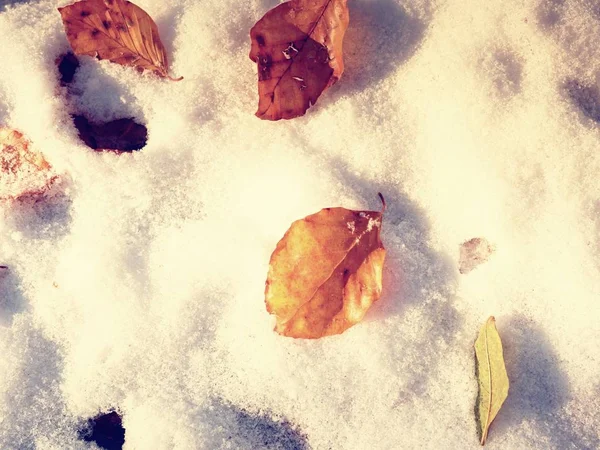 Primeira neve em folhas coloridas. Natureza outonal. Estrada em madeira de outono . — Fotografia de Stock