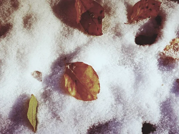 Πρώτο χιόνι στα πολύχρωμα φύλλα. Φθινοπωρινή φύση. Δρόμος στο φθινόπωρο ξύλο. — Φωτογραφία Αρχείου