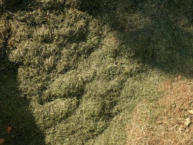 Hasat çim Bahçe köşesinde büyük yeşil koku Höyük çürüme. Laktik fermentasyon