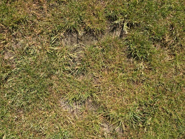 Dry burnt dead grass on hard dry clay, natural background.   Dry brown green carpet — Stock Photo, Image