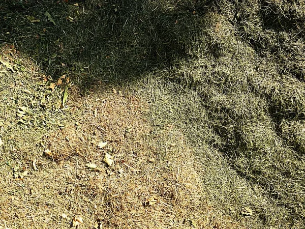 Terrible smell rotten grass. Decay harvested grass in green mound in garden. — Stock Photo, Image