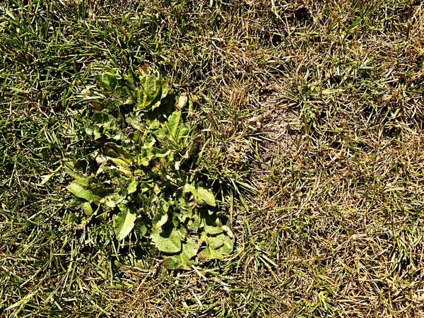 Trockenes, verbranntes Gras auf hartem, trockenem Lehm, natürlicher Hintergrund. trockener braun grüner Teppich Hintergrund — Stockfoto