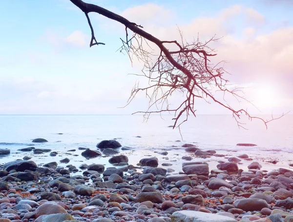 Romantik bir atmosfer, renkli deniz günbatımında. Kıvrık ağaç ve pembe gökyüzü ile taşlı beach — Stok fotoğraf