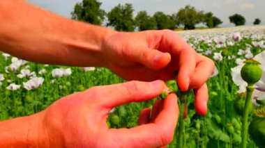 Adam el açık çiçek tomurcuğu alanındaki beyaz gelincik. Haşhaş yaprakları rengini kontrol edin. Unripened gelincik somniferum eğe. Çiftçi eller görünüm önünde