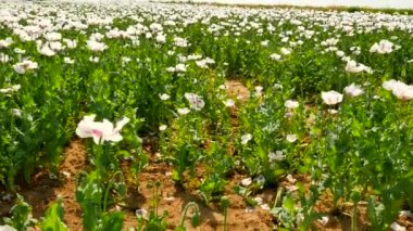 Beyaz haşhaş alanın üzerine görüntüleyin. Susuz bazı yerlerde. Çiçek haşhaş ve yeşil haşhaş kafalar nazik Rüzgar, yeşil bitkiler ve arka plan mavi gökyüzünde hareket. Güzel tazelik. 