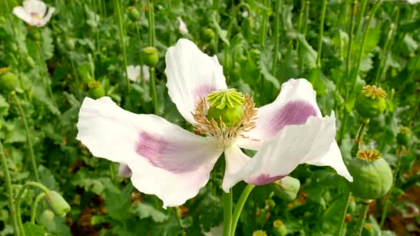 Close-up van witte poppy bloesem verplaatsen in zachte wind, groene planten in de achtergrond. Mooie poppy versheid. — Stockvideo