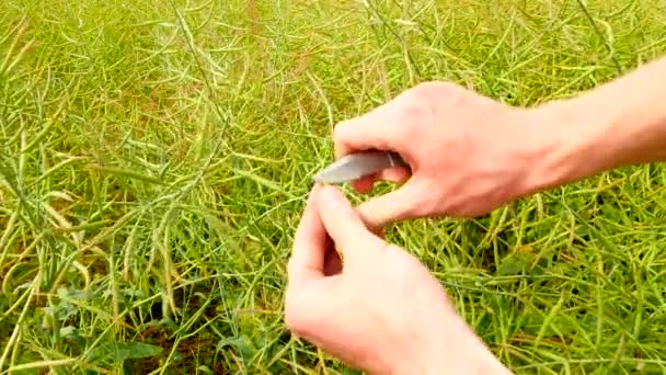 남자 손 잡고 oilseed 카메라 앞의 선체. 포켓 나이프 녹색과 갈색 콩 농부 자르고 씨앗의 품질을 확인. — 비디오