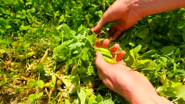 Het oogsten van groene erwten. Man handen zijn oogsten siererwten, groene erwt peulen, kwaliteitscontrole en de rijpheid van groene bessen openen — Stockvideo