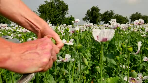 Imagens do ponto de vista. Homem mão cortar cabeça de papoila no campo com faca de bolso. Verificação da qualidade da papoula de verde não amadurecido Papaver somniferum. Mãos de fazendeiro apenas na frente da vista — Vídeo de Stock