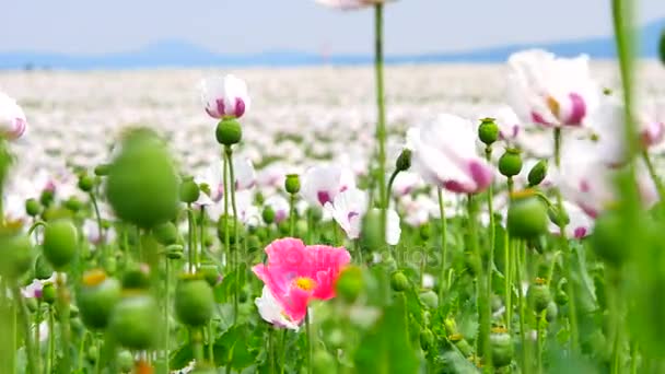 晴れた日にポピー。大規模なフィールドで白いケシの間一人で赤ピンクのポピー花ハイブリッド。美しいポピー鮮度。明るい白と赤オリエンタル ハイブリッド ケシの花. — ストック動画