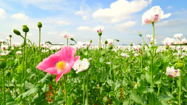 Amapolas en un día soleado. Solo híbrido de flores de amapola rosa roja entre amapolas blancas en campo grande. Hermosa frescura de amapola. Brillante flor de amapola híbrida oriental blanca y roja . — Vídeos de Stock