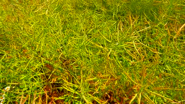 Koło widok na pola rzepaku oleistego dojrzałe. Świeży zielony groszek. Rzepak ozimy uprawiany polach uprawnych w krajobraz kulturowy — Wideo stockowe