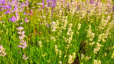 Pembe mor lavanta çiçekleri. Arka planda yumuşak odak lavanta alanında. Hafif rüzgarda sallanan Lavandula çiçekler. 