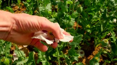 El beyaz gelincik yaprakları gözyaşları. Parmak çiçeği beyaz bölümlerini çek. Yakın çekim yeşil bitkiler arka planda hafif rüzgarda hareketli beyaz haşhaş çiçeği. Güzel haşhaş tazelik. 