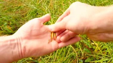 Görünüm noktası. Çiftçi elleri yağlı tohum pods kamera önünde sadece fren ve palm kemâl üzerinde kontrol edin. Taze yeşil ve kahverengi fasulye. Yağlı tohum kolza tohumu ekili tarım alanı.
