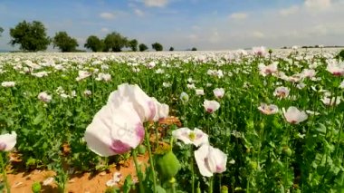 Haşhaş tohumu zavallı hasat. Susuz bazı yerlerde ile beyaz haşhaş alanın üzerinde görüntüleyin. Kuru kil, kısa SAP, ölüm bitkiler. Çiçek haşhaş ve hafif rüzgarda hareketli yeşil haşhaş başkanları,  