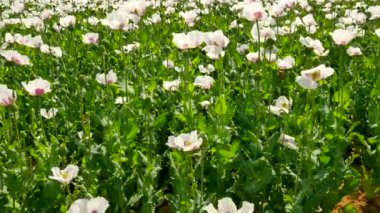 Haşhaş tohumu zavallı hasat. Susuz bazı yerlerde ile beyaz haşhaş alanın üzerinde görüntüleyin. Kuru kil, kısa SAP, ölüm bitkiler. Çiçek haşhaş ve hafif rüzgarda hareketli yeşil haşhaş başkanları,  