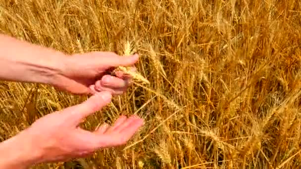 農学者の手は、ライ麦の収穫を調べます。農家ライ麦耳が熟しているかどうか確認します。男の手のひらの間摩擦スパイク、ブランや芒を削除します。風と強い日差しに輝く黄金の耳が震える. — ストック動画