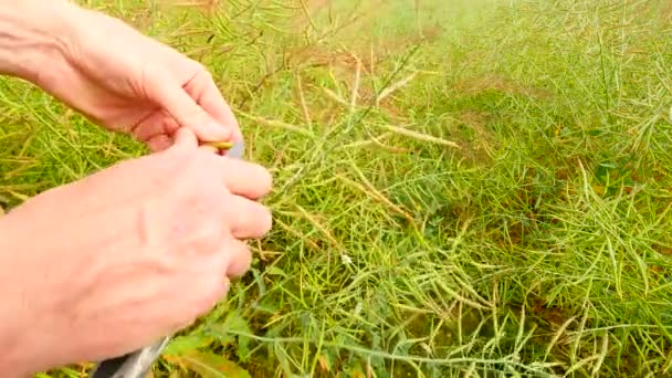 Ponto de vista. Mãos do agricultor freio vagens oleaginosas apenas na frente da câmera e verificar a maturação da palma. Feijão verde e castanho fresco. Sementes de colza campo agrícola cultivado . — Vídeo de Stock