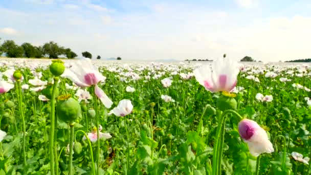 Sommaren jordbruksmark. Utsikt över vit vallmo. med vissa vattenlösa ställen. Blossom vallmo och grön vallmo huvuden går i milda vinden, gröna växter och blå himmel i bakgrunden. — Stockvideo